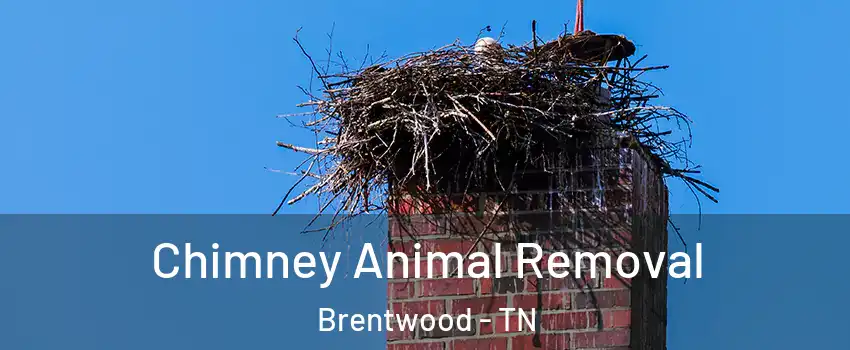  Chimney Animal Removal Brentwood - TN