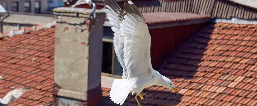 Residential Chimney Animal Removal Solution in Brentwood, TN